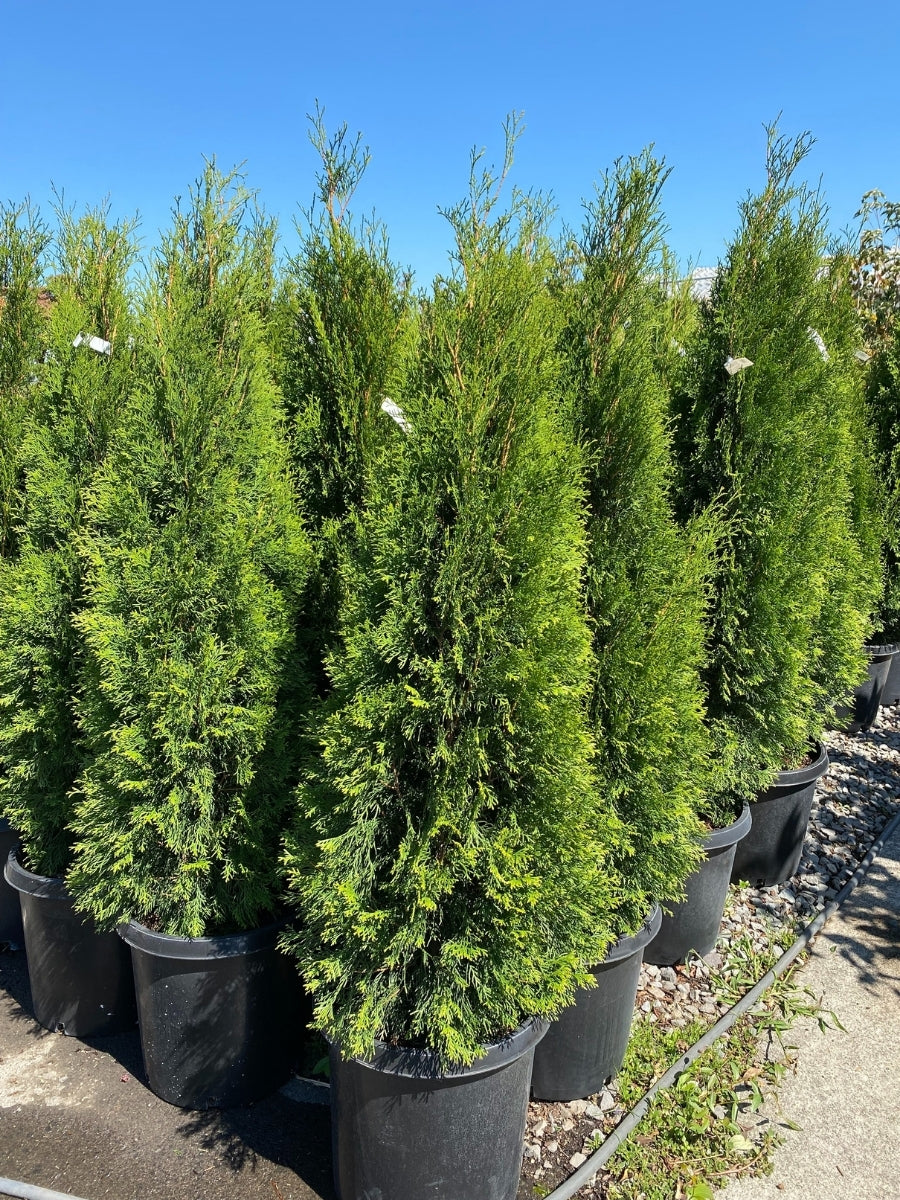 Arborvitae Emerald Green