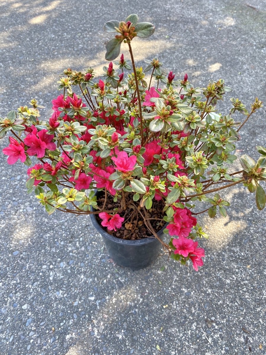 Azalea 'Hino Crimson'