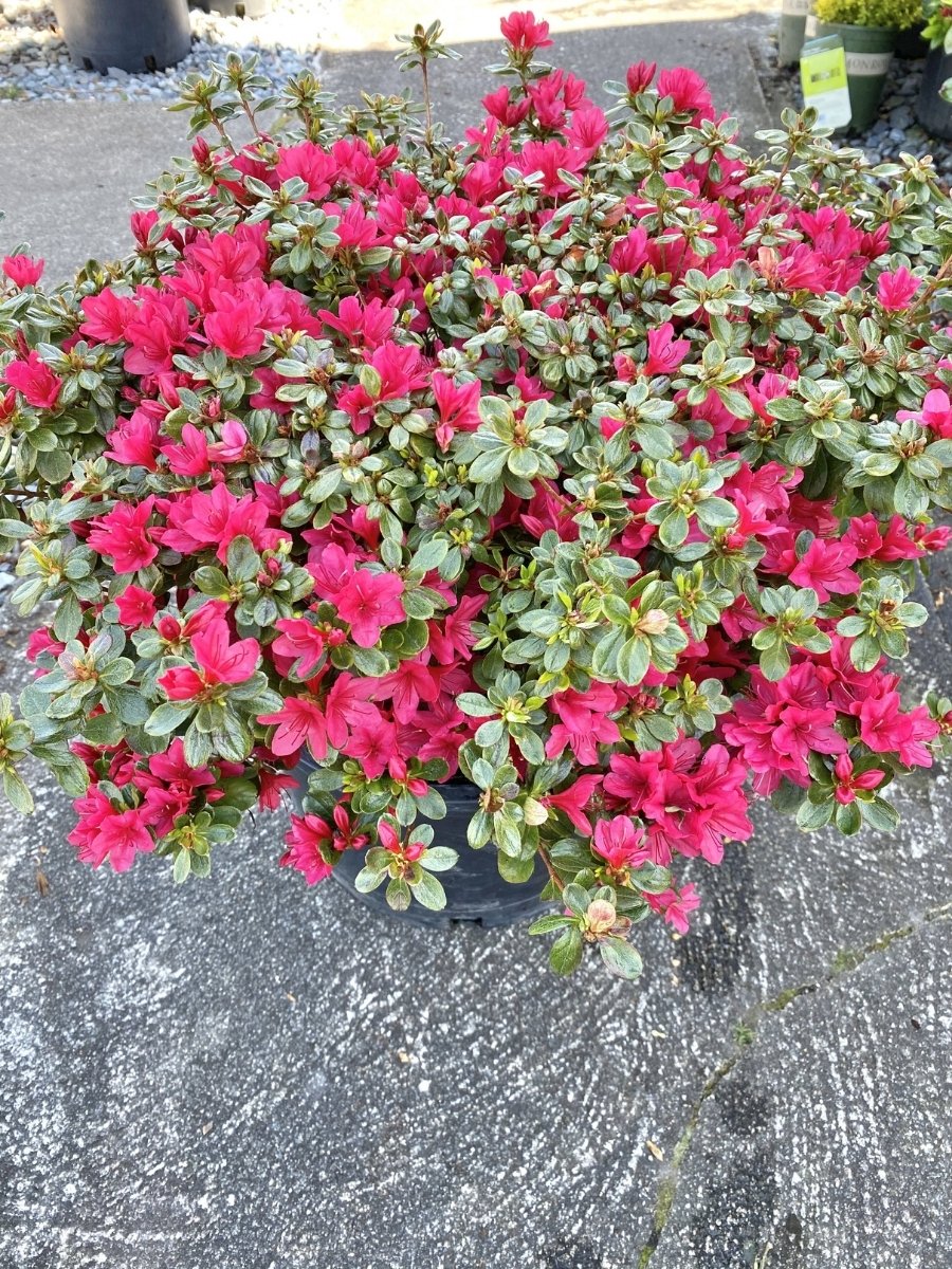 Azalea 'Hino Crimson'