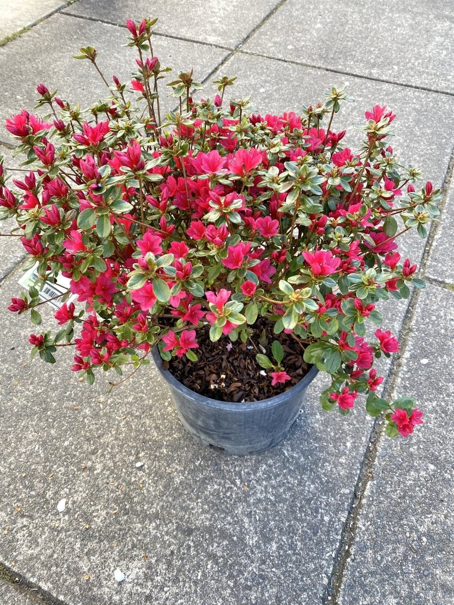 Azalea 'Hino Crimson'