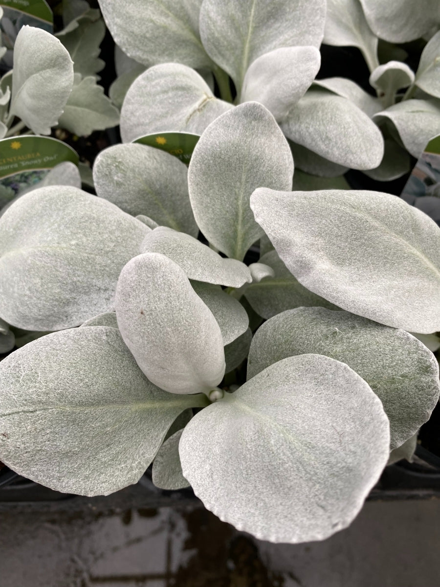 Watson's Greenhouse 
