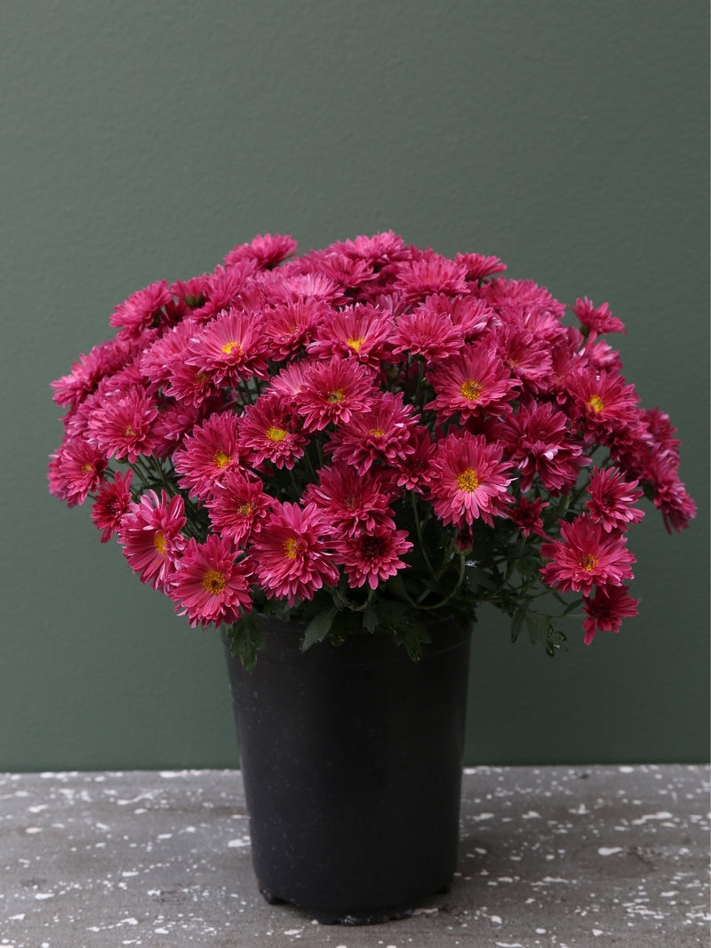 Mum Purple