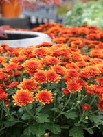 Mum Bronze