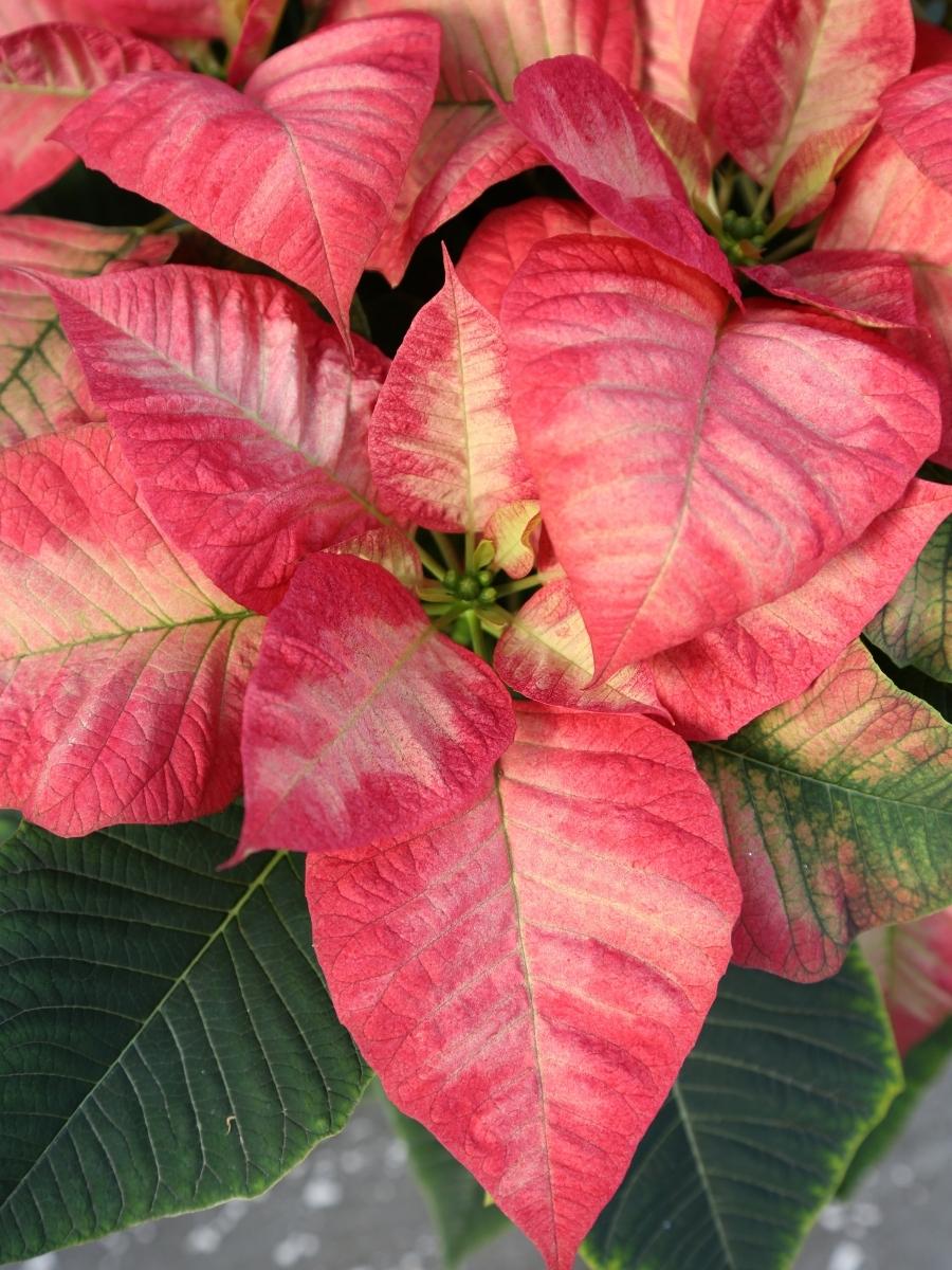 Poinsettia 'Christmas Beauty Princess'