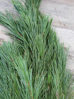 Pine Bunch
