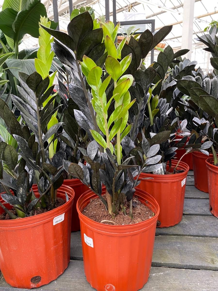 raven zz plant outdoors Zamioculcas ZZ 'Raven' 10"