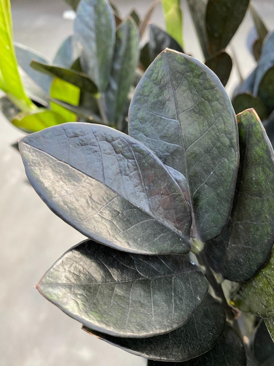of 10 zz plant Zamioculcas ZZ 'Raven' 10" – Watson's Greenhouse