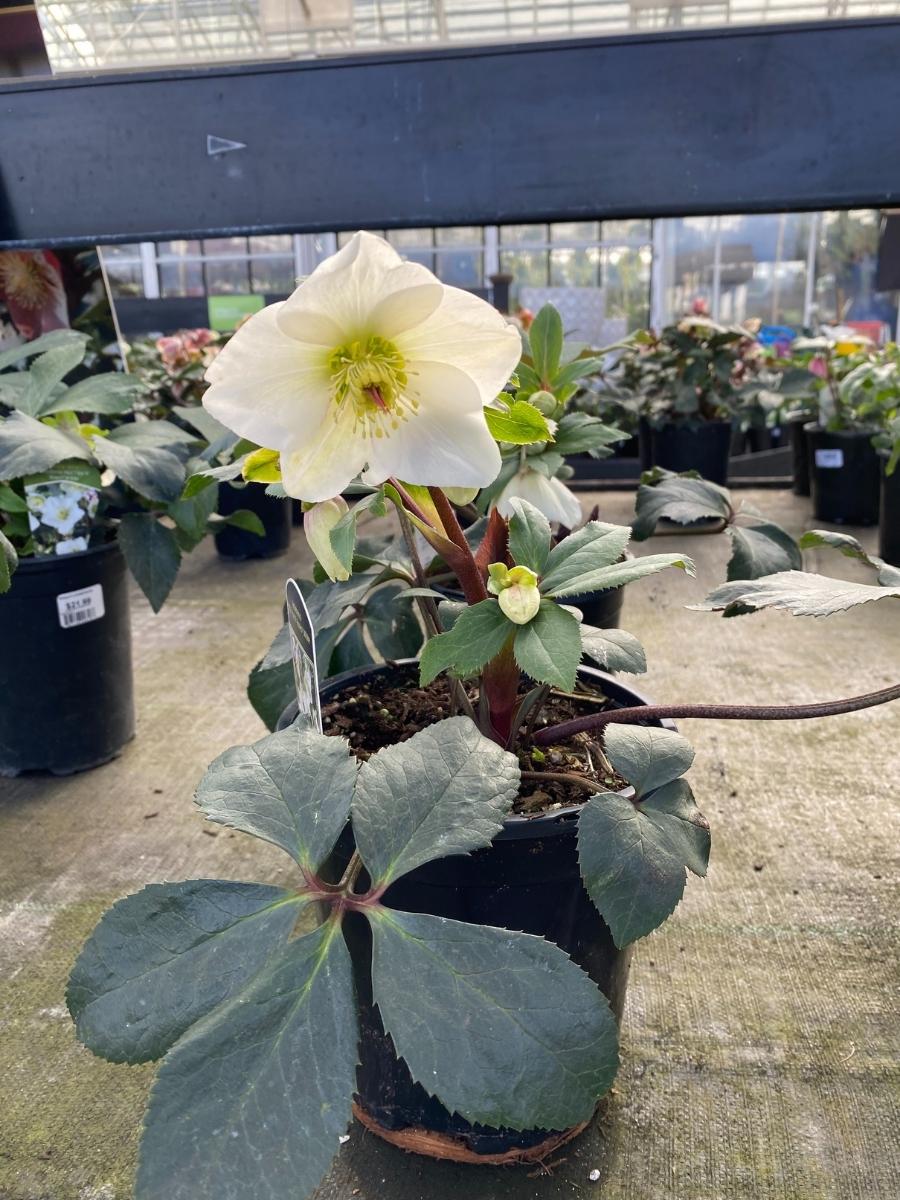 Hellebore Ice N' Roses® White