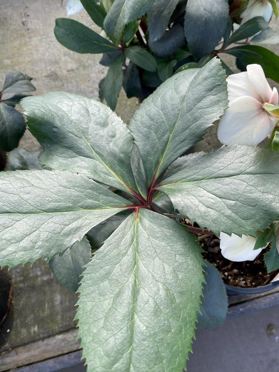 Hellebore Ice N' Roses® White