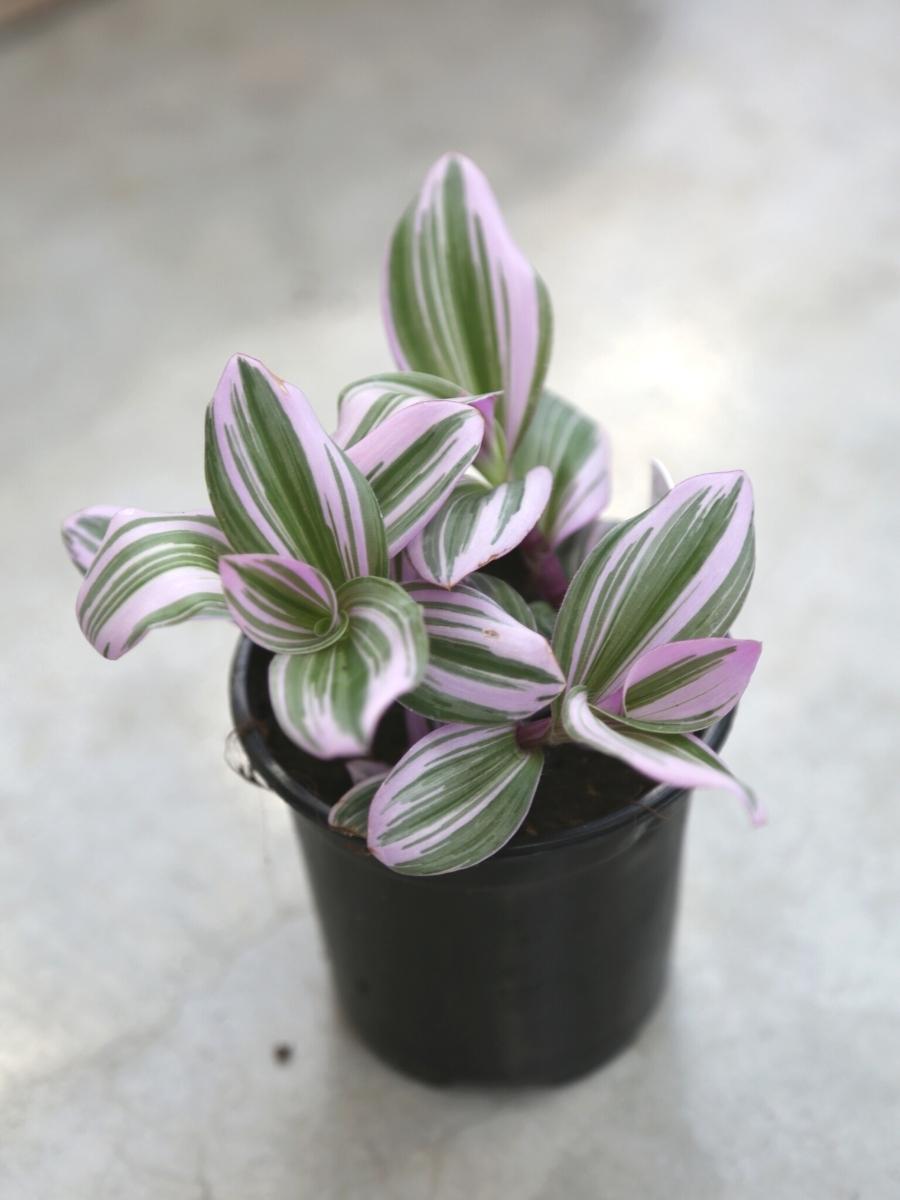 Tradescantia Nanouk