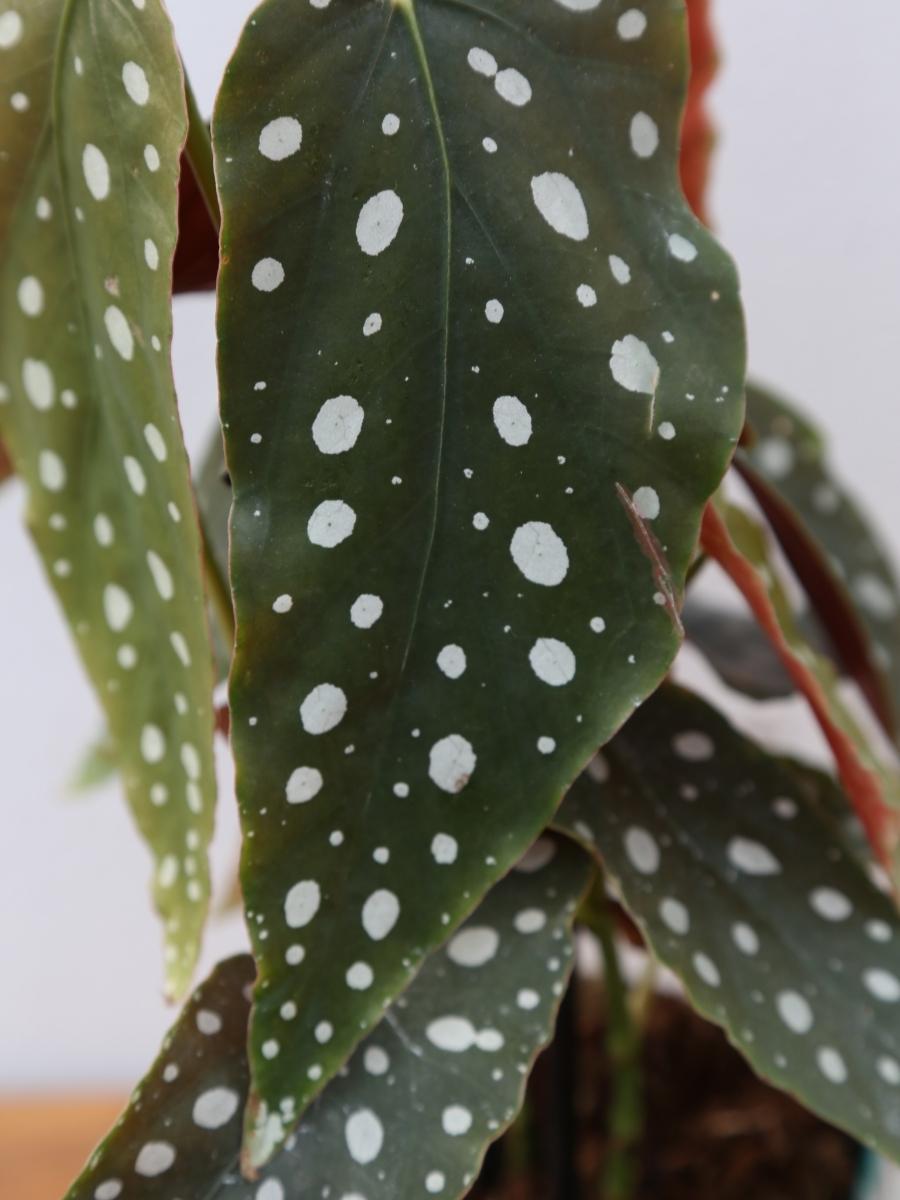 Begonia 'Polka Dot' 6