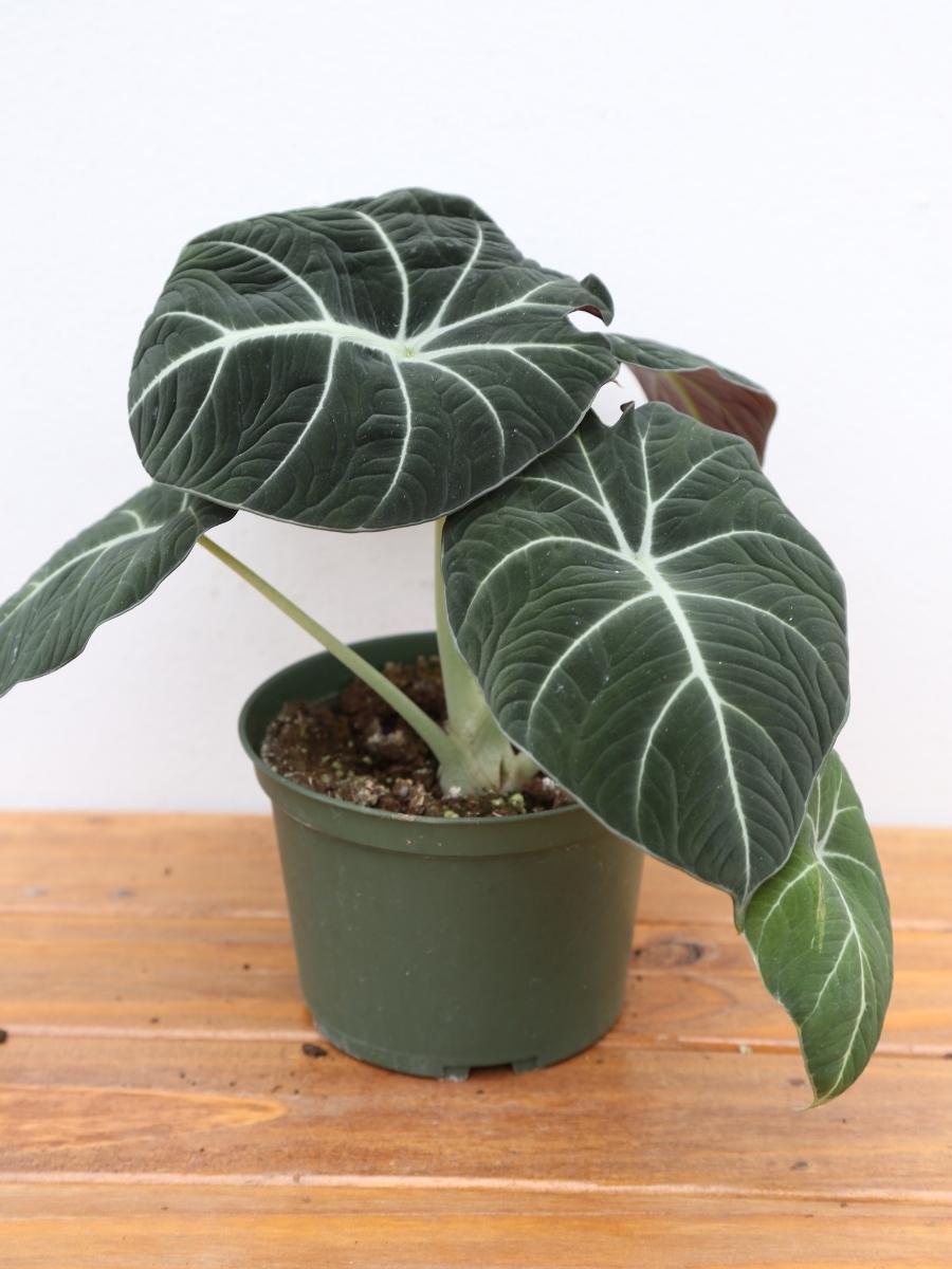 Alocasia 'Black Velvet' 4"