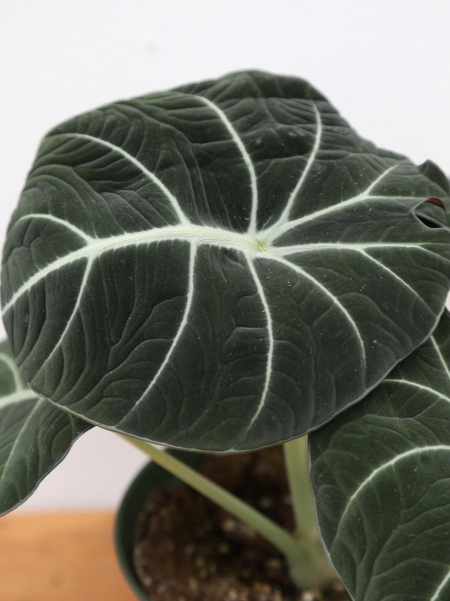 Alocasia 'Black Velvet' 4"