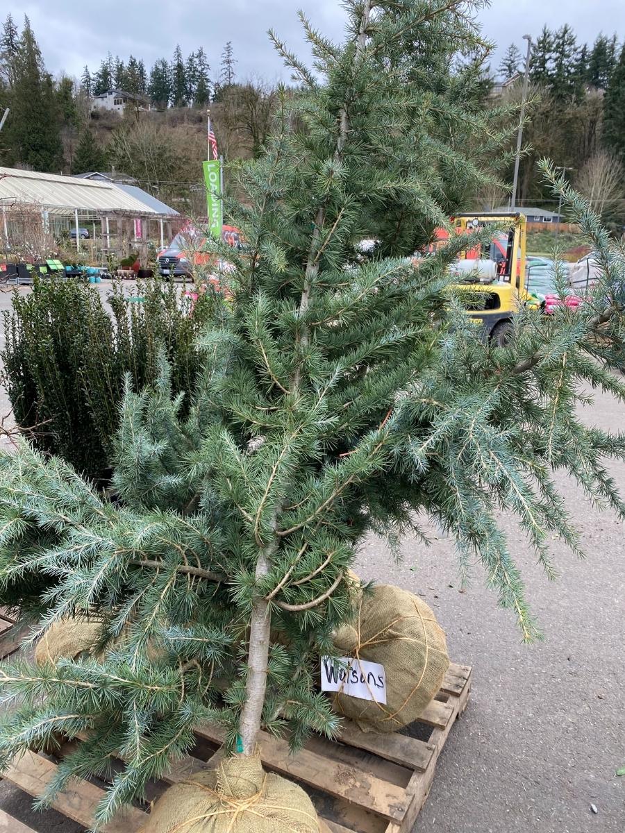 Cedrus Deodar 'Electra Blue' 5-6'