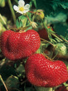 Strawberry Ozark Beauty Bunch