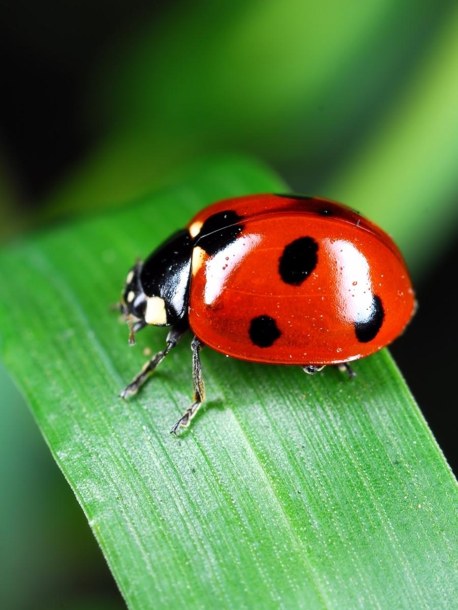 Orcon Ladybugs