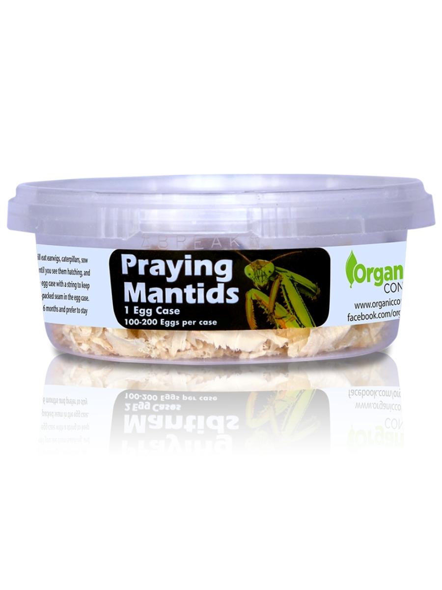 Orcon Praying Mantids