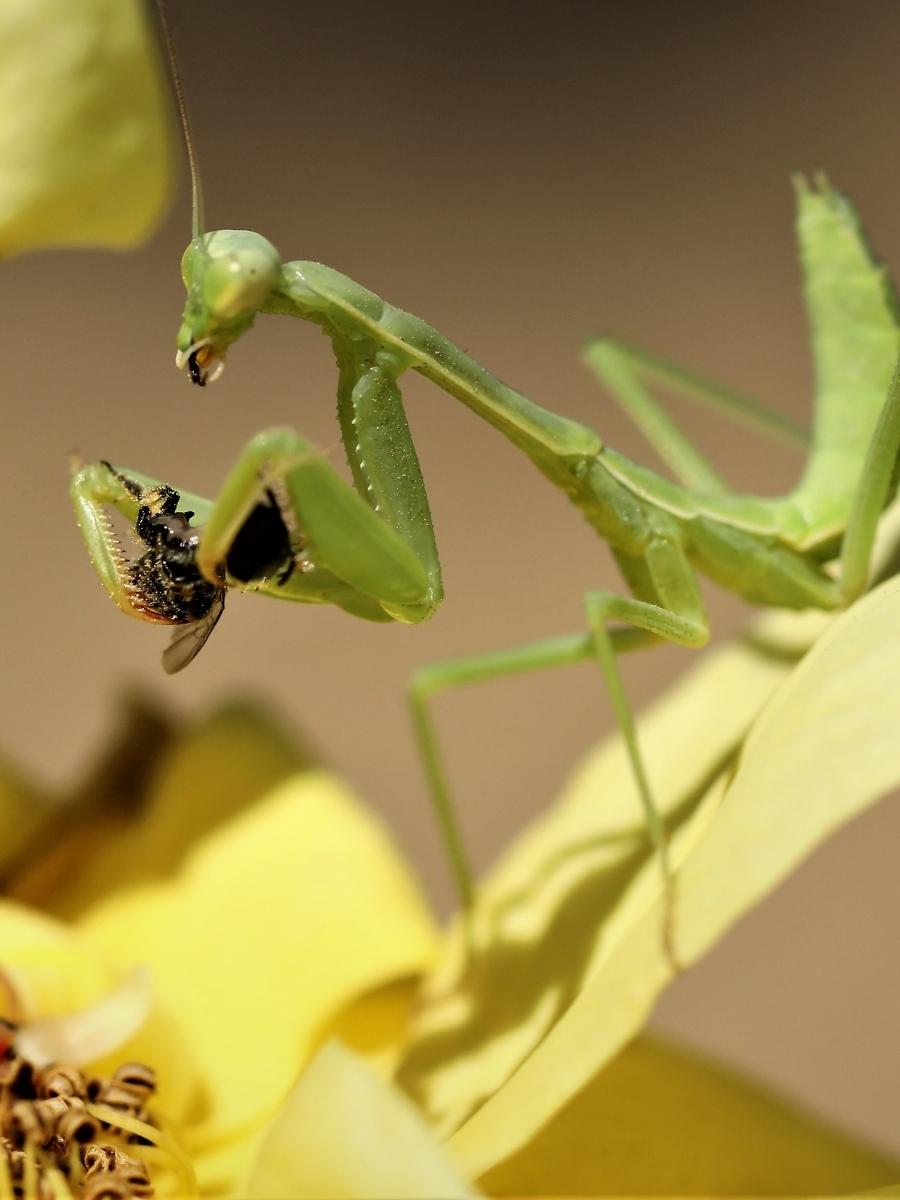 Orcon Praying Mantids