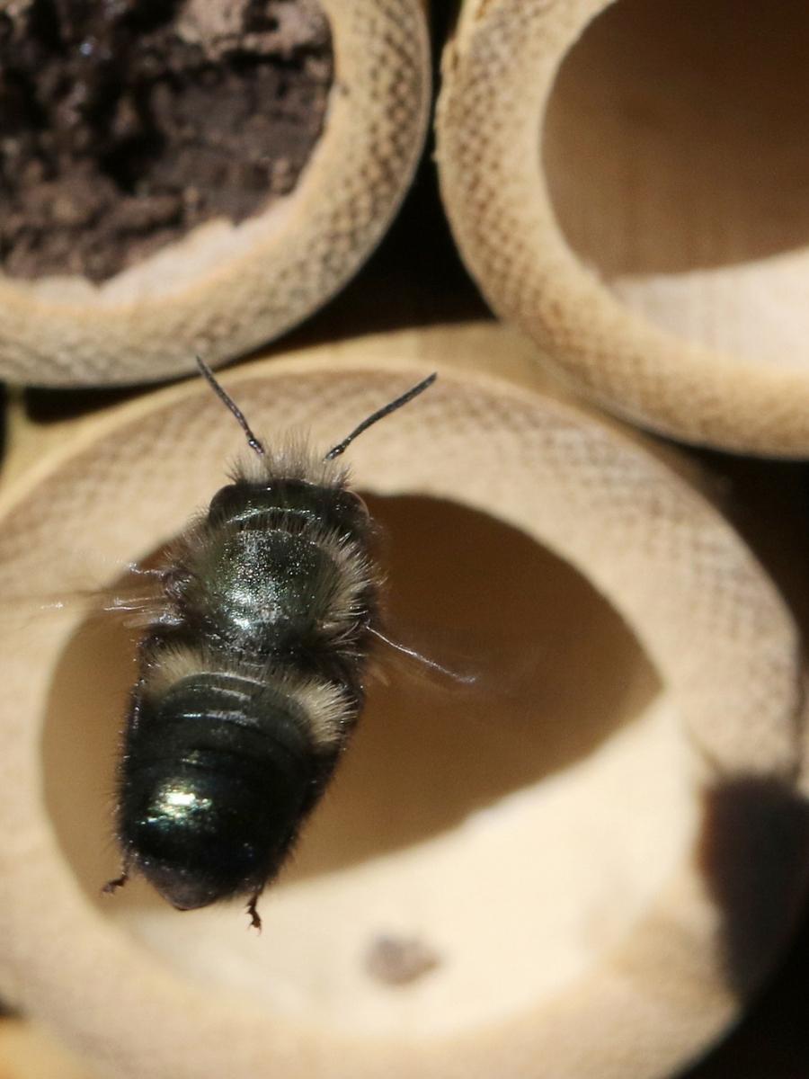 CB Mason Bees 10ct.