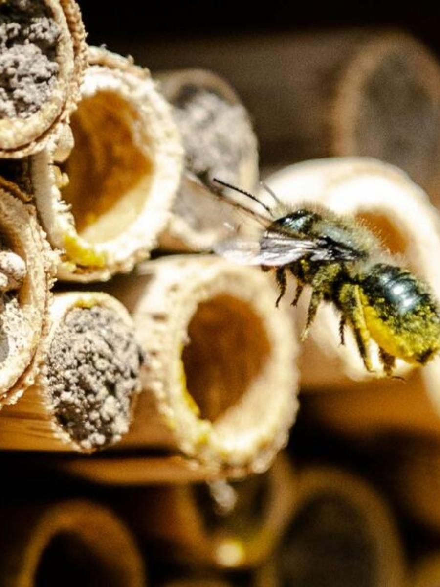 CB Mason Bees 10ct.