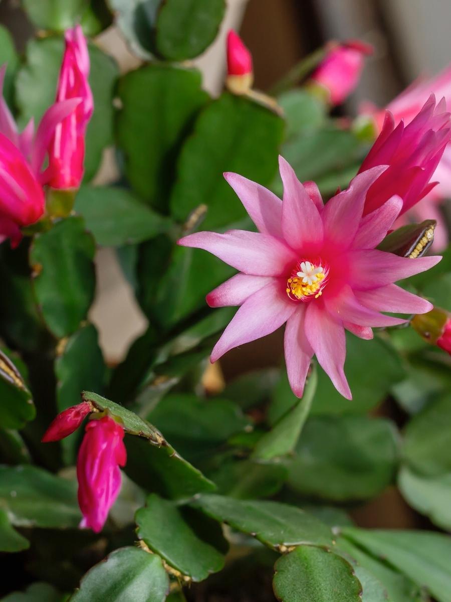 Rhipsalidopsis Spring Cactus 4"