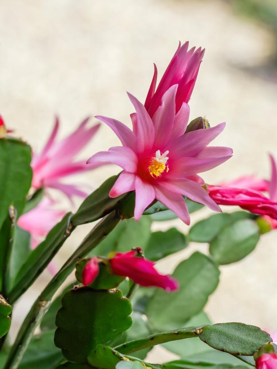 Rhipsalidopsis Spring Cactus 4"