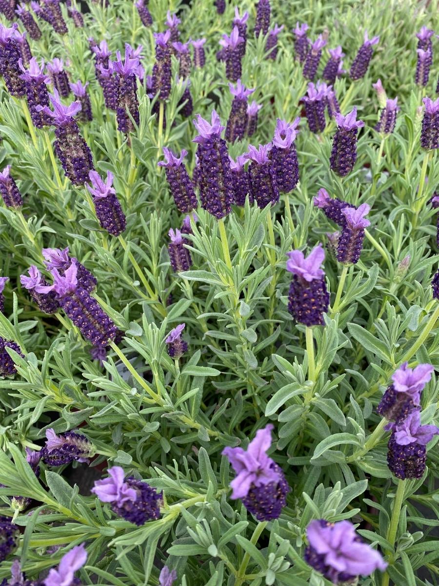 Spanish Lavender | Winter Bee 1G