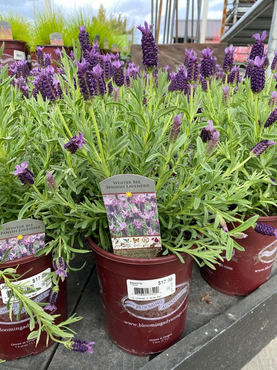 Spanish Lavender | Winter Bee 1G