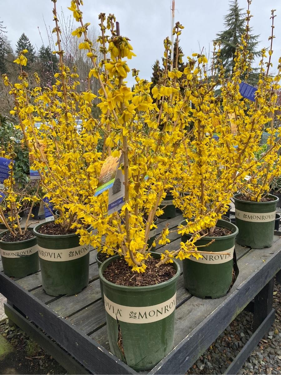 Forsythia 'Magical Gold'