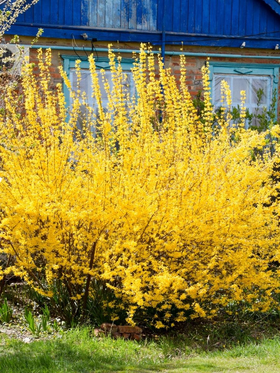 Forsythia 'Magical Gold'