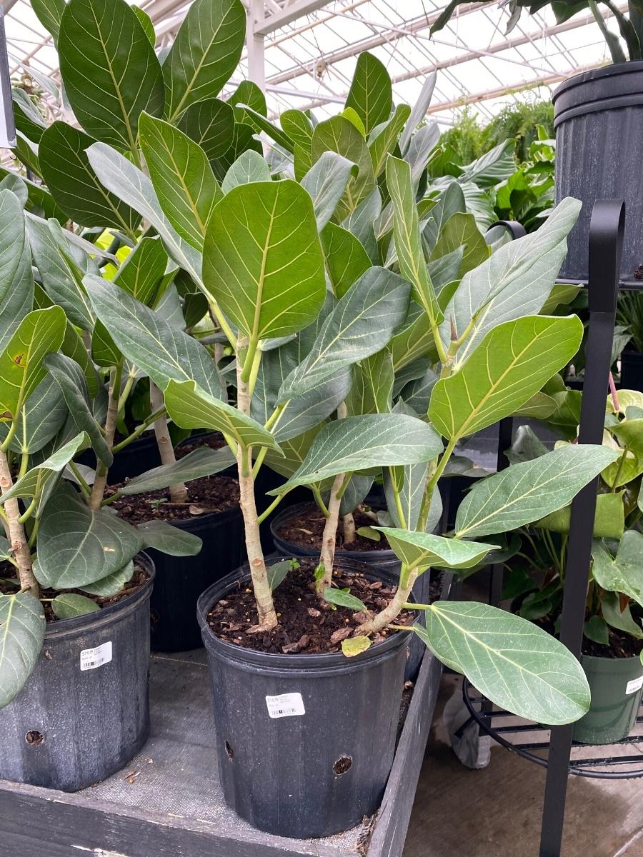 Ficus Audrey Bush 10"