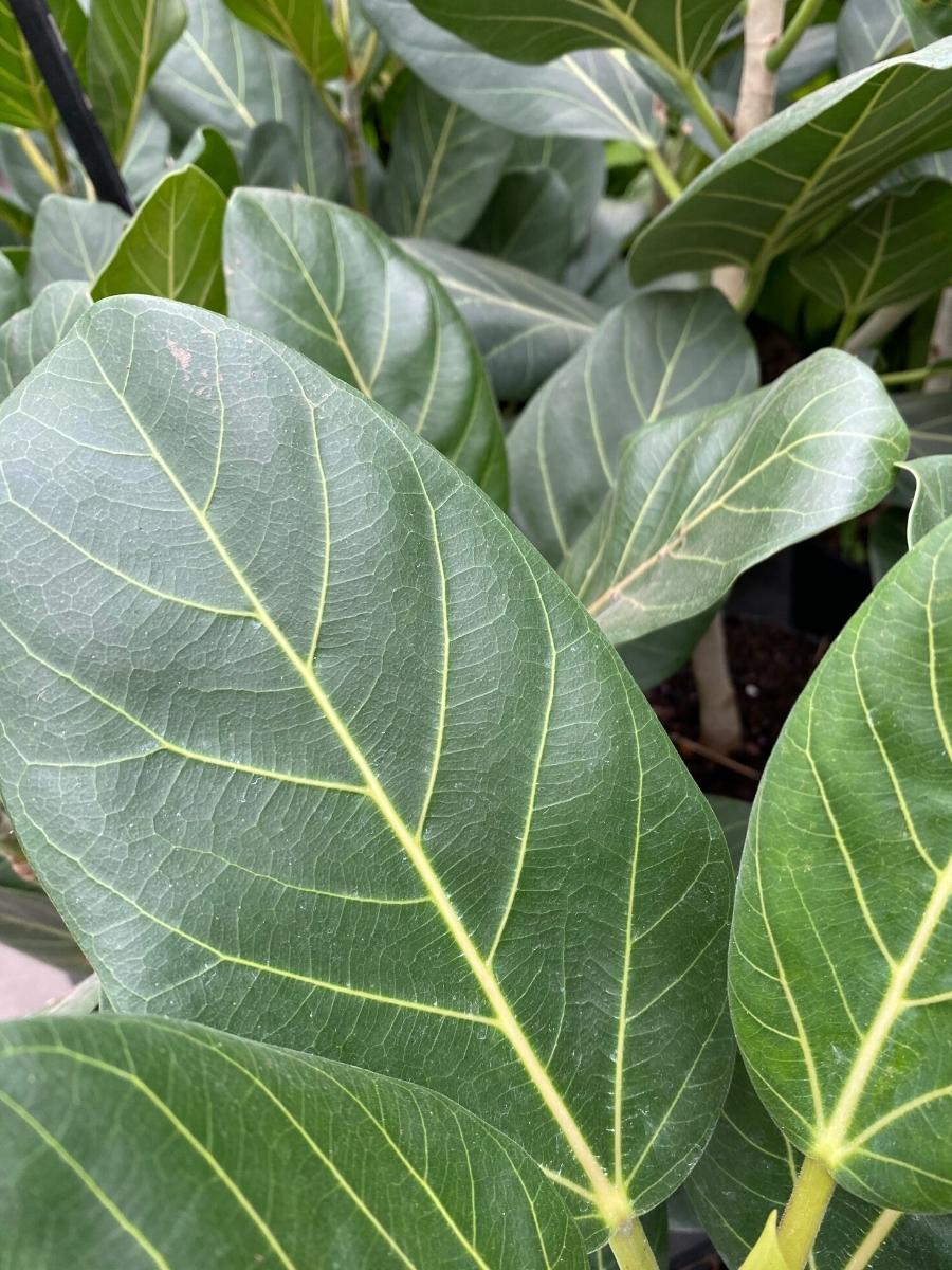 Ficus Audrey Bush 10"