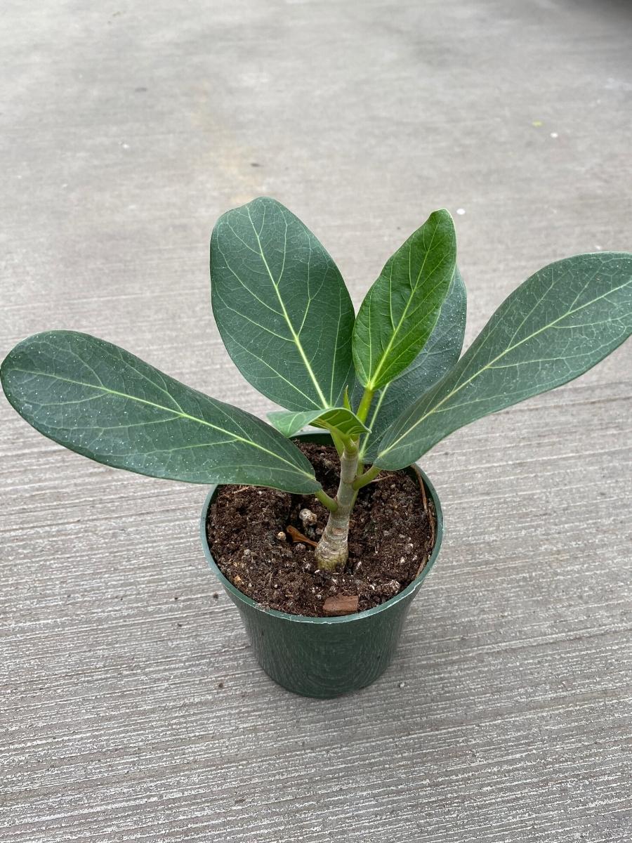 Ficus 'Audrey' 4