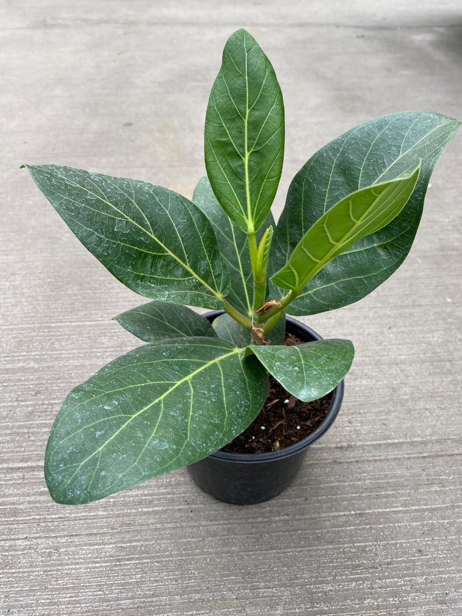 Ficus 'Audrey' 6