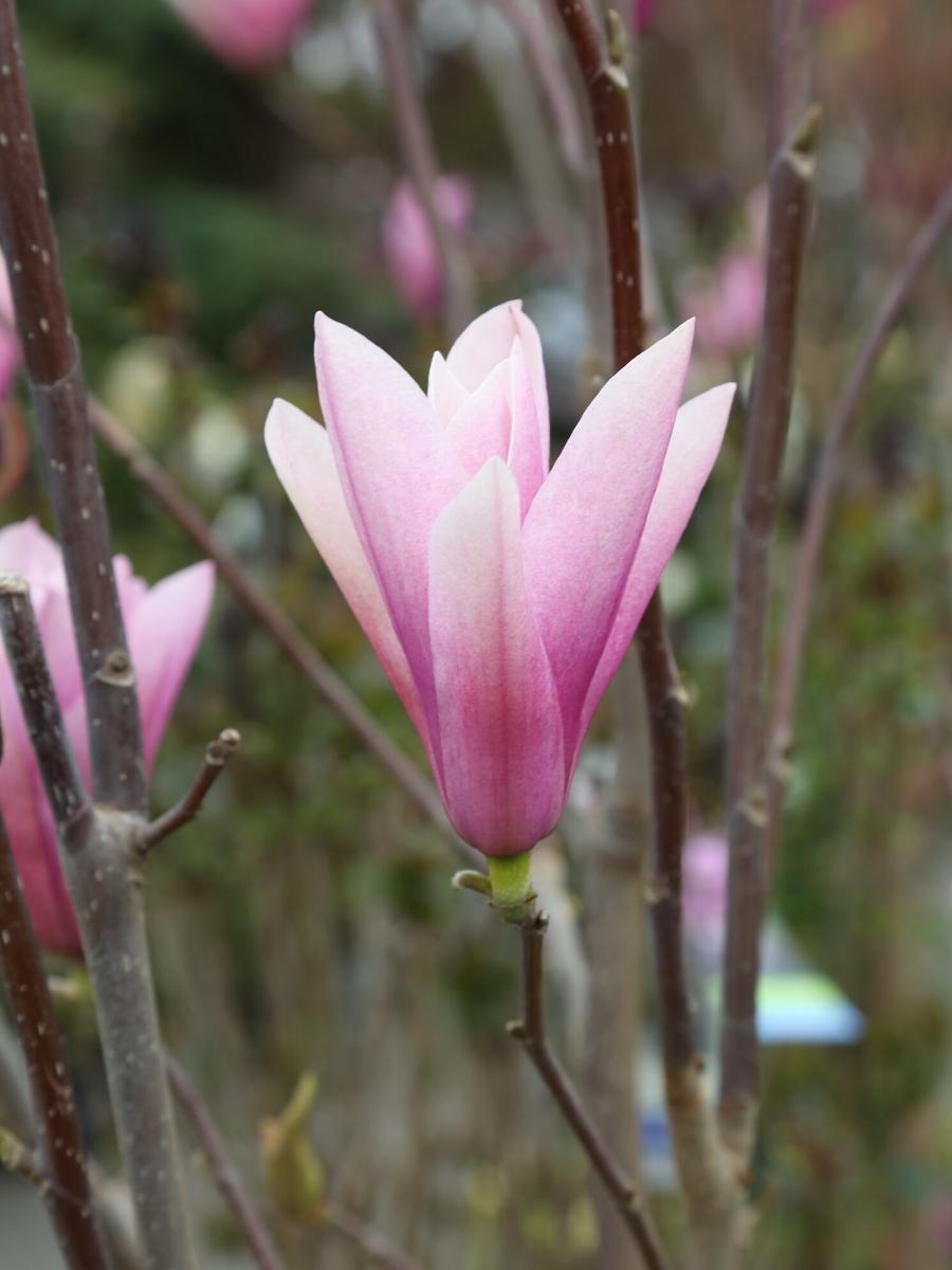 Magnolia 'Galaxy'