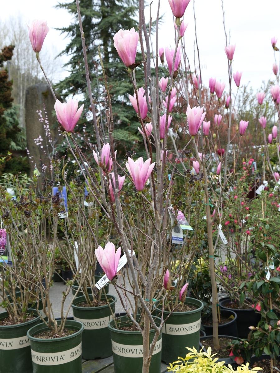 Magnolia 'Galaxy'