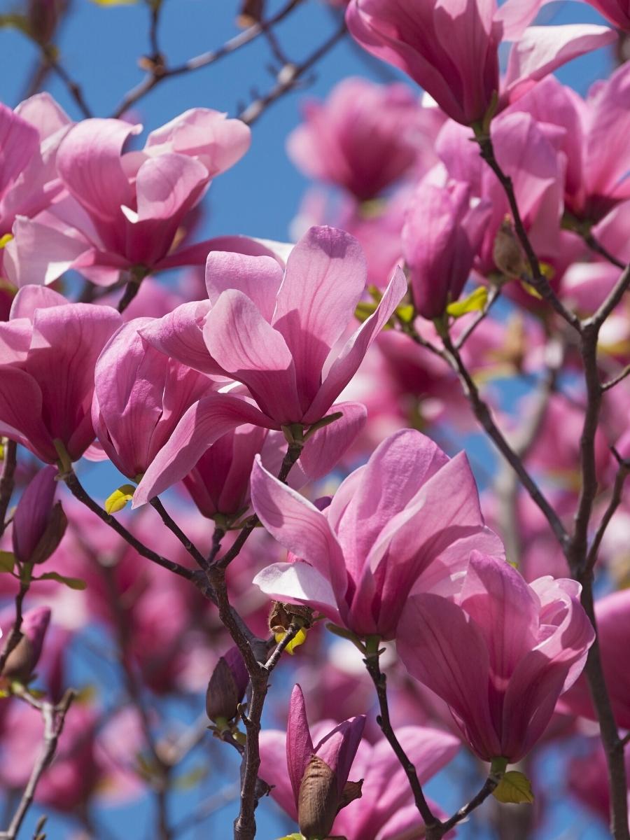 Magnolia 'Galaxy'