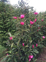 Magnolia 'Pink Pyramid' 7G