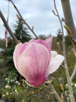 Magnolia soulangeana 'Rustic Rubra' | 1" Diameter