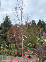 Magnolia soulangeana 'Rustic Rubra' | 1" Diameter