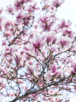 Magnolia soulangeana 'Rustic Rubra' | 1" Diameter