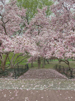 Magnolia soulangeana 'Rustic Rubra' | 1" Diameter