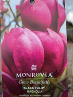 Magnolia 'Black Tulip™' | 5 Gallon