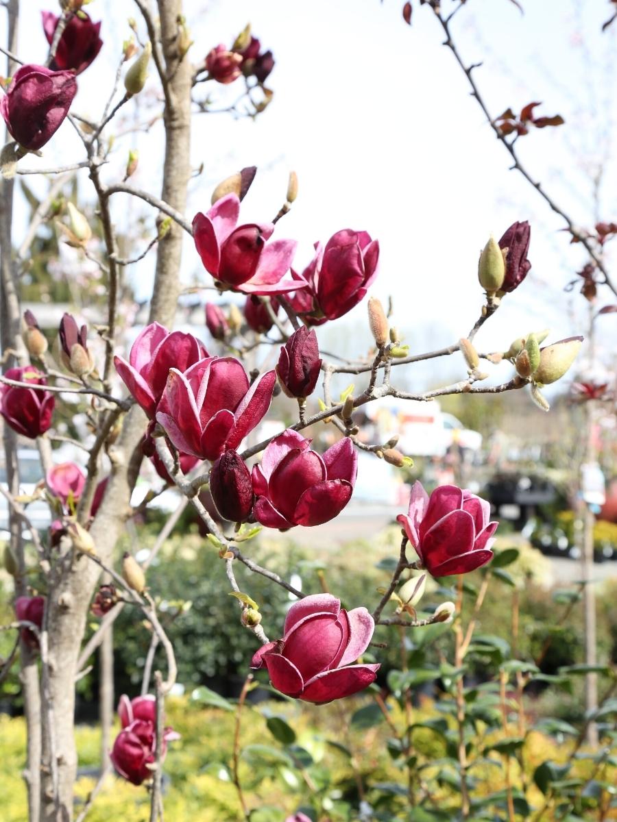 Magnolia 'Black Tulip™' | 5 Gallon