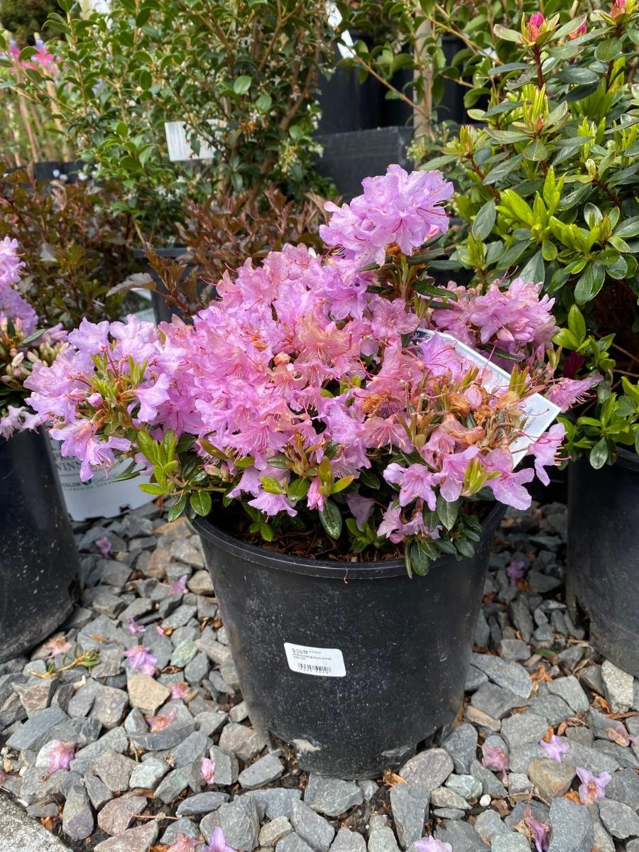 Rhododendron ‘Ernie Dee’ 1G