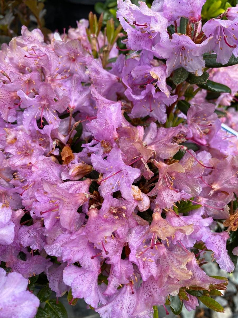 Rhododendron ‘Ernie Dee’ 1G