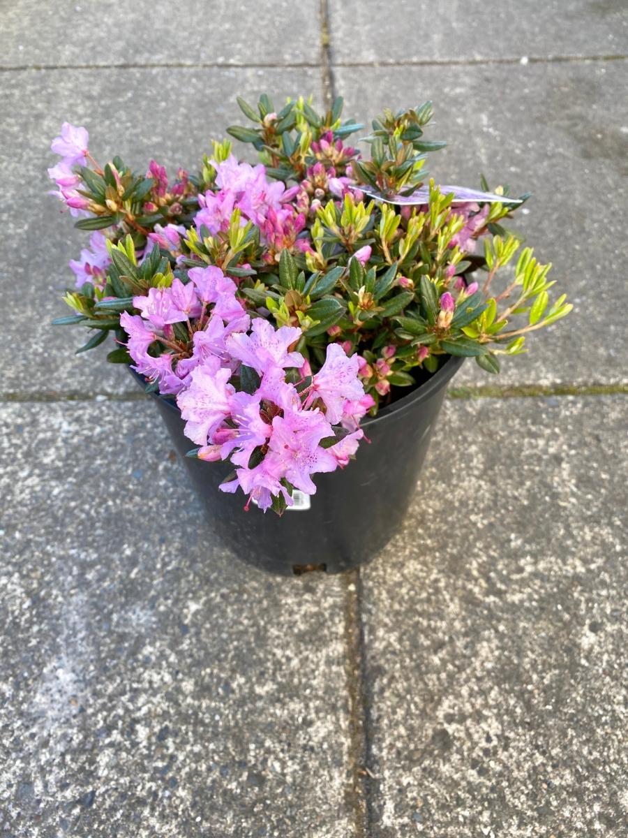 Rhododendron ‘Ernie Dee’ 1G