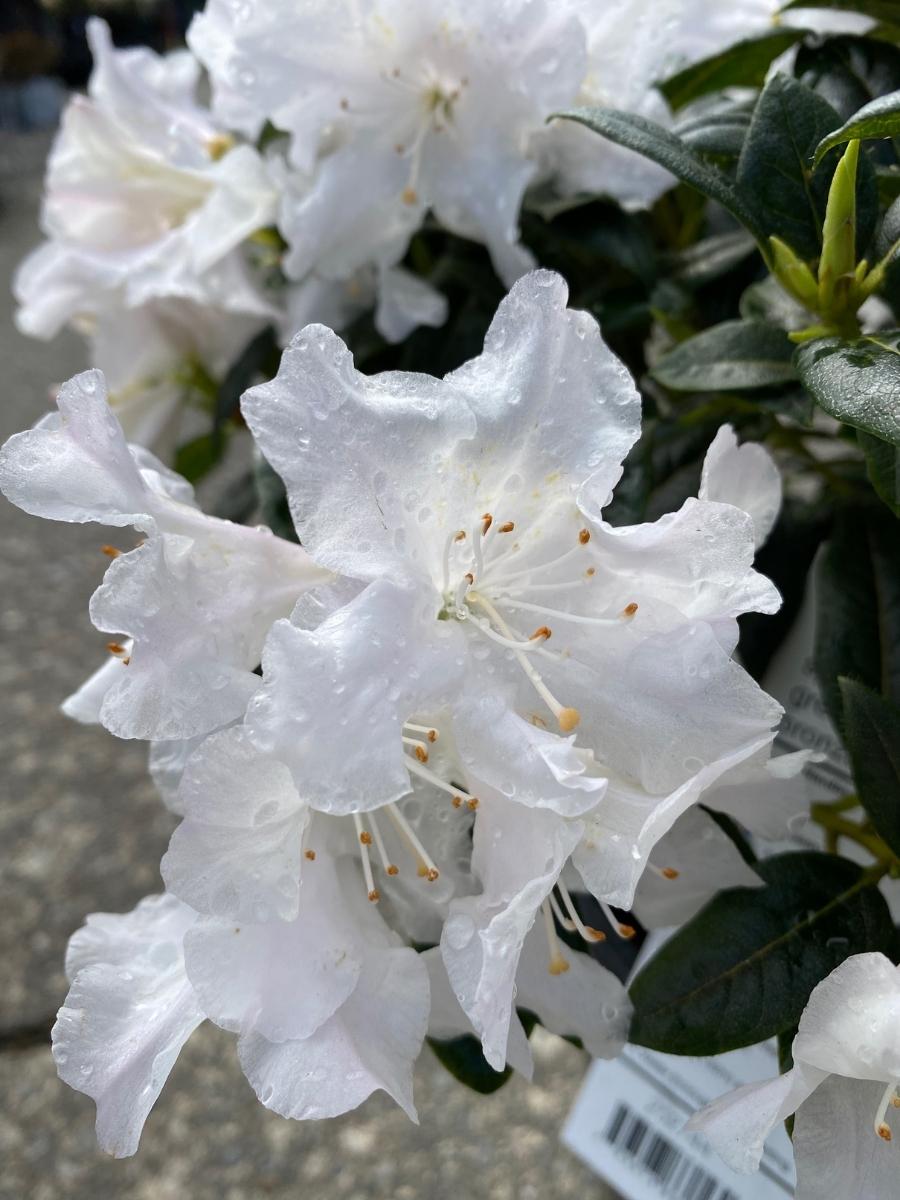 Rhododendron 'Dora Amateis'