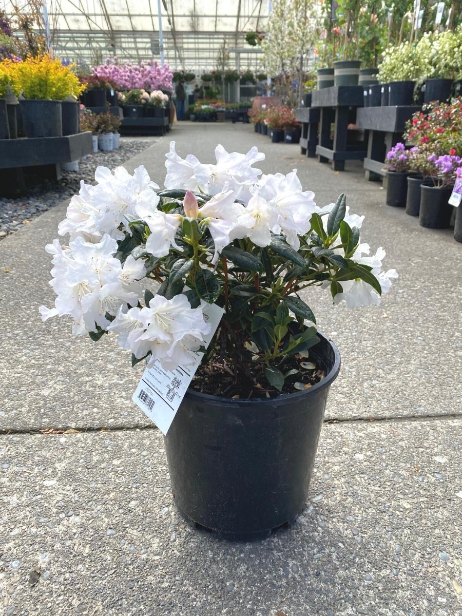 Rhododendron 'Dora Amateis'