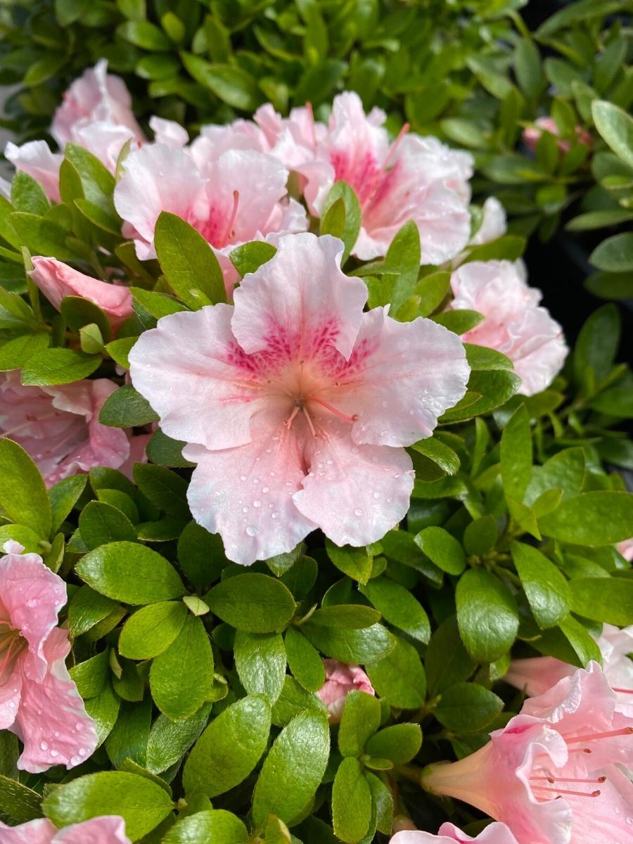 Azalea 'Gumpo Pink'